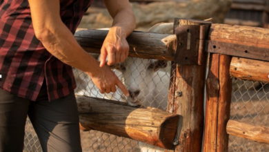 Still Getting Pests in Your Yard? Your Fence Openings for Rabbits, Deer, and More Might Be to Blame