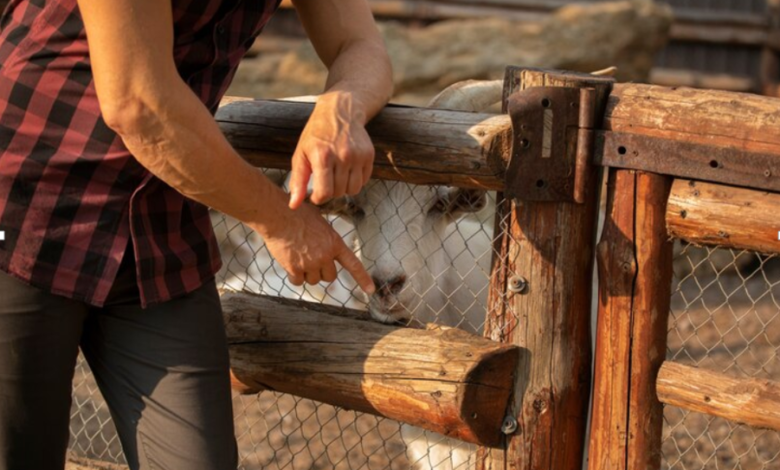 Still Getting Pests in Your Yard? Your Fence Openings for Rabbits, Deer, and More Might Be to Blame