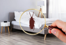 How to Avoid Bed Bugs While Traveling: Hotel Safety Guide
