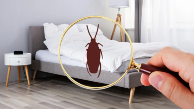 How to Avoid Bed Bugs While Traveling: Hotel Safety Guide