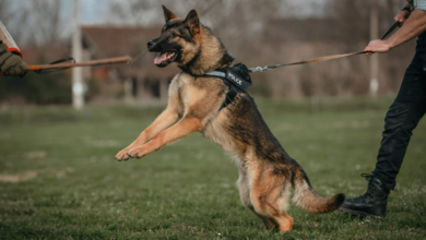 Importance of K9 Handler Training: Building a Strong Partnership with Your Dog