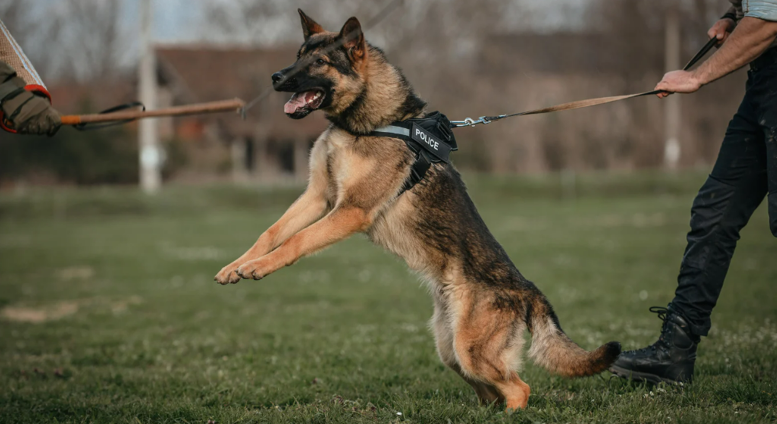 Importance of K9 Handler Training: Building a Strong Partnership with Your Dog