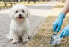 How a Pooper Scooper Service Reduces Pet Odor