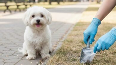 How a Pooper Scooper Service Reduces Pet Odor