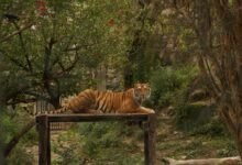 leadership track vertex beam